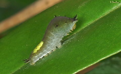Graphium agamemnon