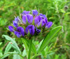 Psoralea sericea