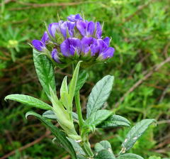 Psoralea sericea