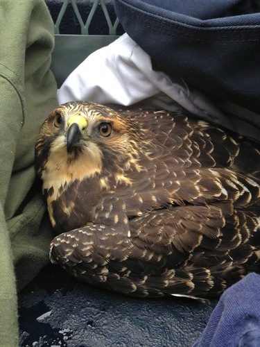 Buteo swainsoni