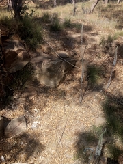 Drimia numidica