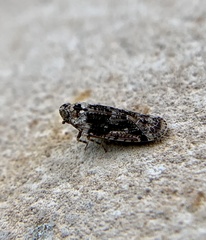 Catonia nava