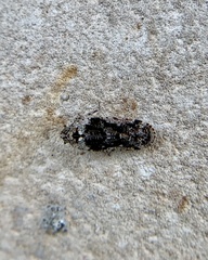 Catonia nava