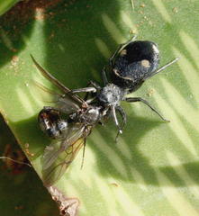 Mexcala quadrimaculata