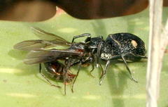 Mexcala quadrimaculata