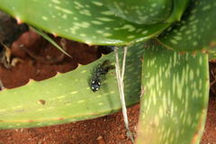 Mexcala quadrimaculata