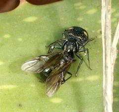 Mexcala quadrimaculata