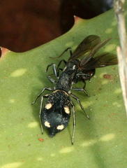Mexcala quadrimaculata