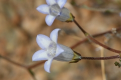 Wahlenbergia roelliflora