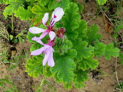 Pelargonium panduriforme