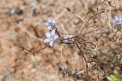 Wahlenbergia roelliflora