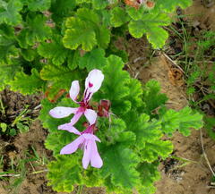 Pelargonium panduriforme