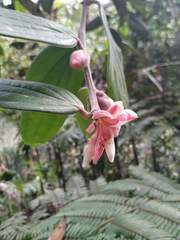 Cavendishia pubescens