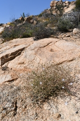 Wahlenbergia roelliflora