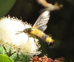Cephonodes hylas virescens