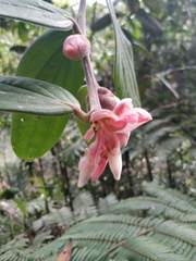 Cavendishia pubescens