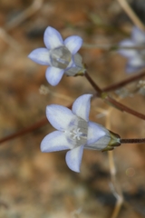 Wahlenbergia roelliflora