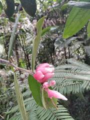 Cavendishia pubescens