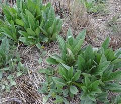 Cynoglossum lanceolatum