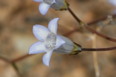 Wahlenbergia roelliflora
