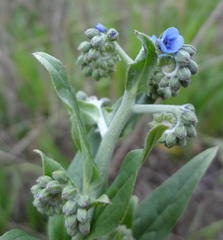 Cynoglossum lanceolatum
