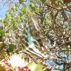 Graphium antheus