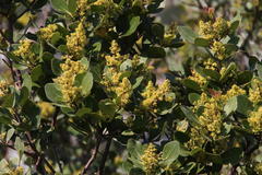 Searsia lucida lucida