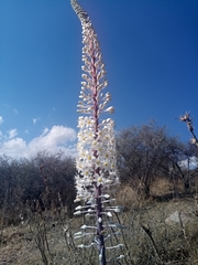 Drimia numidica