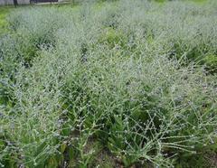 Cynoglossum lanceolatum