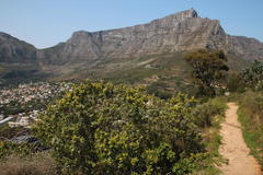 Searsia lucida lucida