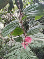 Cavendishia pubescens