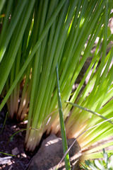 Trachyandra chlamydophylla