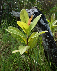 Curatella americana