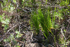 Trachyandra chlamydophylla