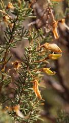 Aspalathus dianthopora