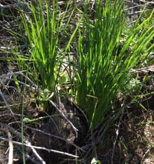 Trachyandra chlamydophylla