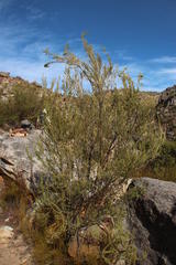 Aspalathus dianthopora