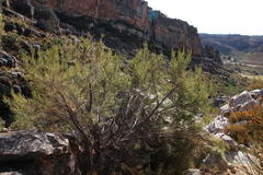 Aspalathus dianthopora