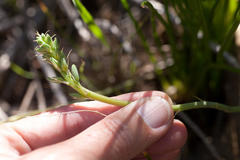 Trachyandra chlamydophylla