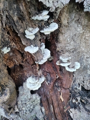 Fungi