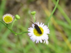 Acoloithus falsarius
