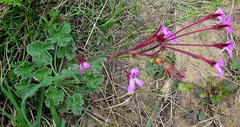 Pelargonium reniforme