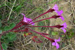 Pelargonium reniforme