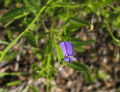 Psoralea plauta