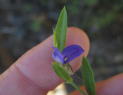 Psoralea plauta