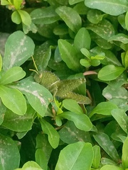 Acanthacris ruficornis