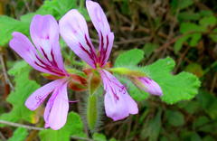 Pelargonium panduriforme