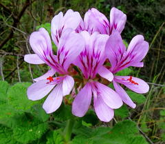 Pelargonium panduriforme