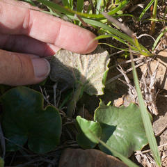 Pelargonium asarifolium