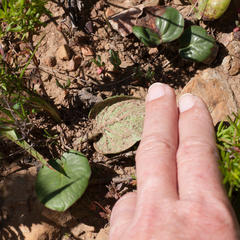 Pelargonium asarifolium